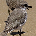 ID1 Siberian  Sand Plover Adult Winter<br />Canon EOS 7D + EF400 F5.6L